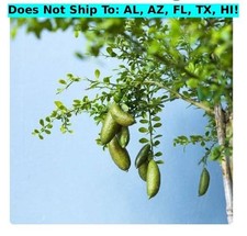 Australian Finger Lime
