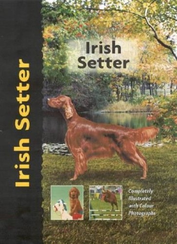Irish setter pet - irish,