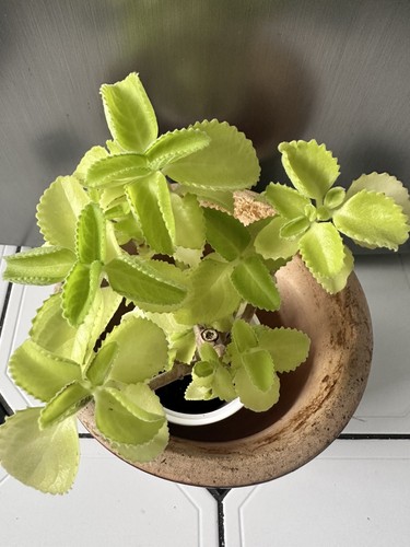 Spanish thyme broad - thyme,, leaf