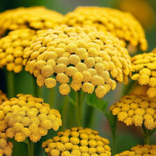 50 Giant Yellow Gold Achillea