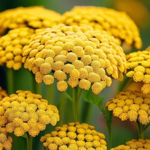 Giant yellow gold achillea - yellow,