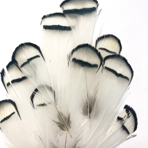 Natural white lady amherst - white,