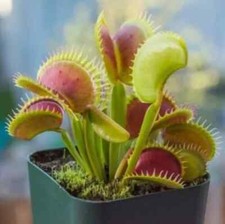 Giant Venus Fly Trap, DIONAEA MUSCIPULA, Carnivorous Plant Seed, 5X Seeds Garden