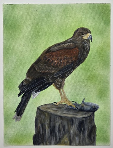 Harris hawk original - hawk,