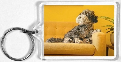 Dog sitting sofa - aa,