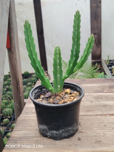 Stapelia grandiflora giant - stapelia,
