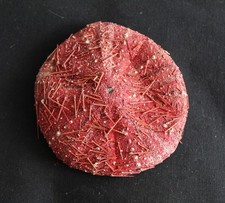 Rare deep water tropical Sea Urchin (B)