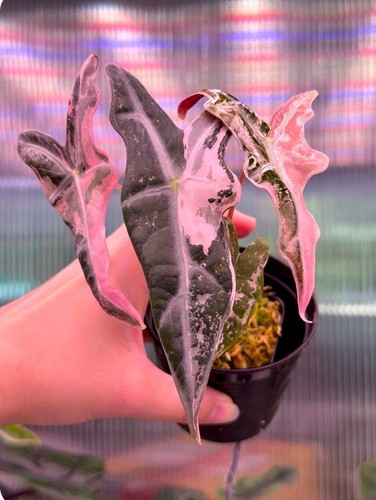 Alocasia nobilis pink - alocasia,