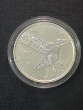 2015 Canadian Red Tailed Hawk