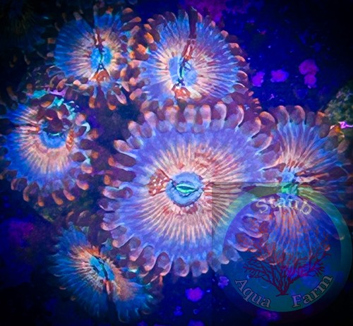 Saf white zombie zoanthid - saf~white,