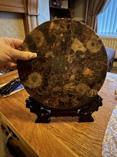 Ammonite fossil display art - display,