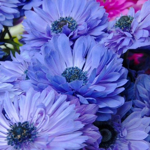 Anemone blue coronaria - blue,
