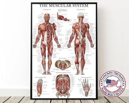 Human muscular system - system, poster