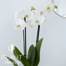 60cm Phalaenopsis grandiflorum