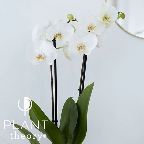 60cm phalaenopsis grandiflorum - 60cm,