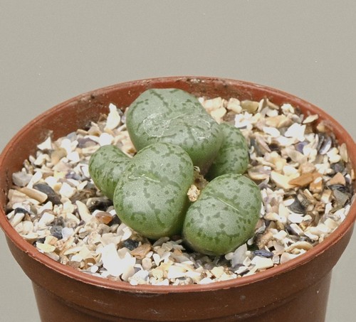 Conophytum obcordellum