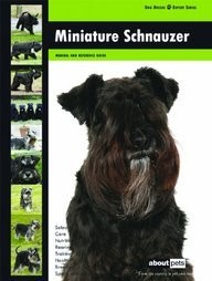 Miniature schnauzer dog breed - miniature, (dog