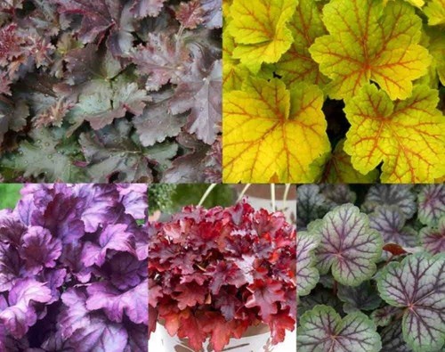 Pack heuchera mixed - x6,