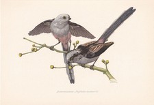 1954 LONG-TAILED TIT Bird
