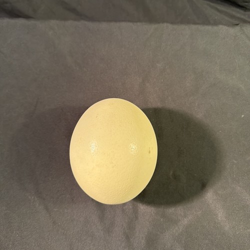 Ostrich egg blown - egg,