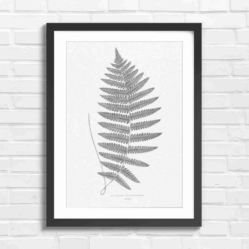 Botanical fern leaf art - fern,