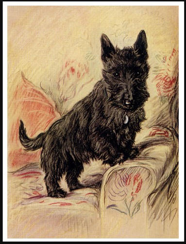 Scottish terrier lovely dog - ,