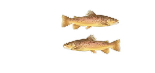Fishing angling stickers - angling,