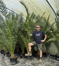 Phoenix Date Palm Tree 6-7ft