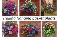 18x Mixed Hanging basket plug
