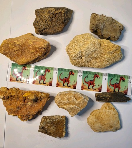 Rare fossil collection 9x - collection!,