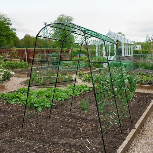 Xxl garden cucumber - xxl,
