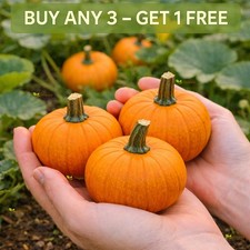 Pumpkin Seeds | Baby Bear | 10