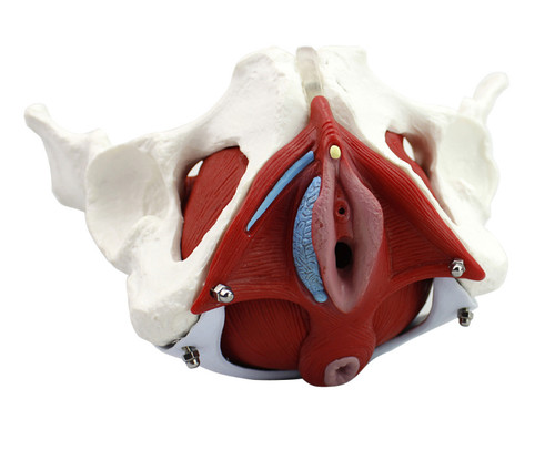 Medical anatomical female - medical,