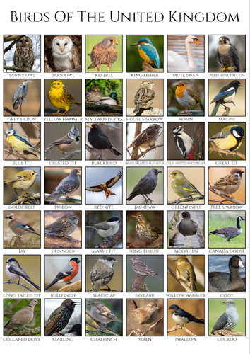 Birds united kingdom - of,