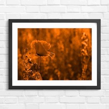 Vibrant Red Poppy With Purple