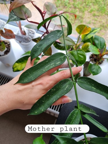Hoya pandurata vietnam - hoya,