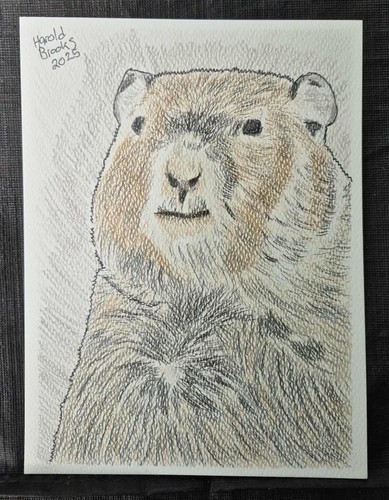 Ground hog art portrait - hog, 6''x