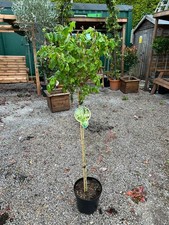 1 Corkscrew Hazel tree