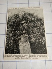 Nova Scotia Apple orchard picker    c 1930