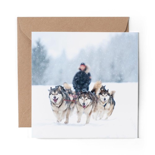 Blank greeting card husky - 1,
