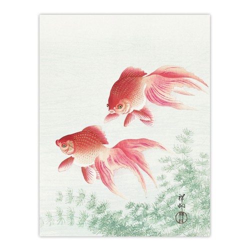 Two veiltail goldfish - two, pond