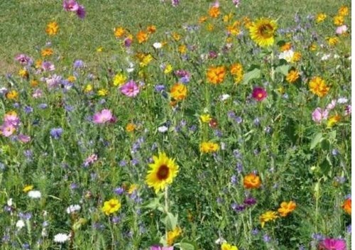 Meadow wild flower - wild, seeds