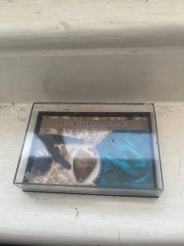 Authentic mosasaur tooth