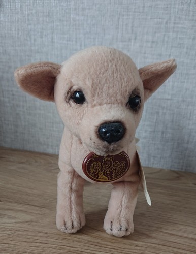 Adorable chihuahua faithful - adorable,