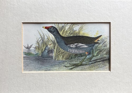 Antique moor hen - moor,