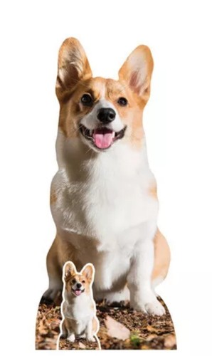 Cute corgi dog lifesize - dog,