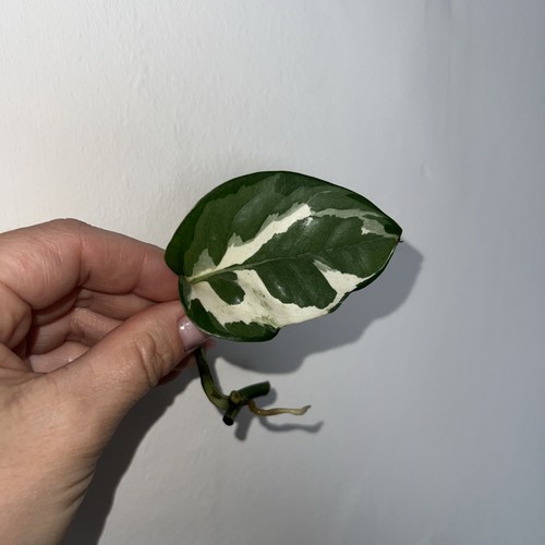 Epipremnum aureum njoy pothos - aureum,