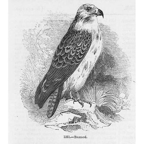 Birds the buzzard antique - buzzard,