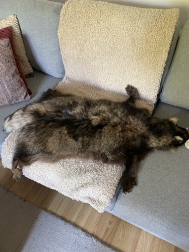 Raccoon rug - raccoon,