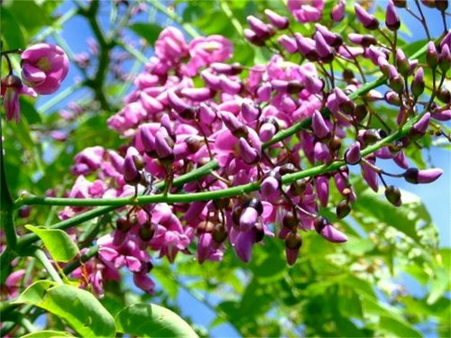 Millettia pinnata biofuel - millettia, pinnata,
